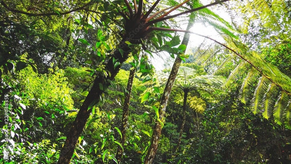 Naklejka premium Kinabalu National Park mist and fog