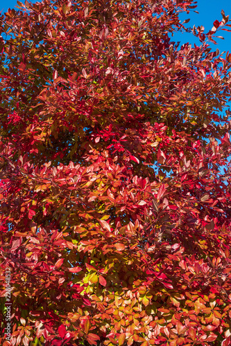 Vibrant fall color, red, yellow, orange, and green leaves on a deciduous tree   © knelson20