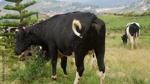 Desa Dairy Cattle Farm in Kundasang