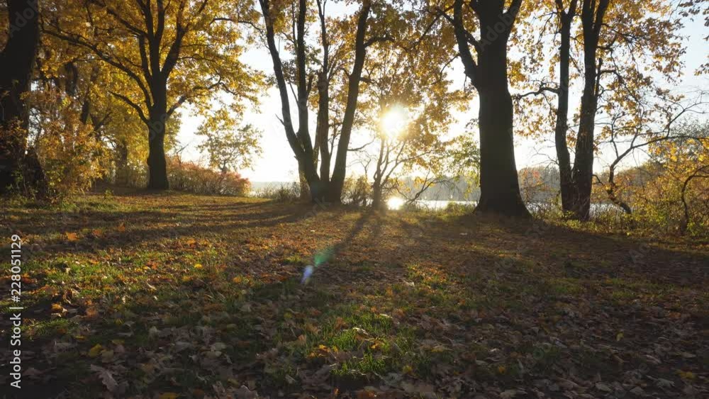autumn sunset in an oak grove on the lake, dolly shot autumn sunset in an oak grove on the lake, dolly shot