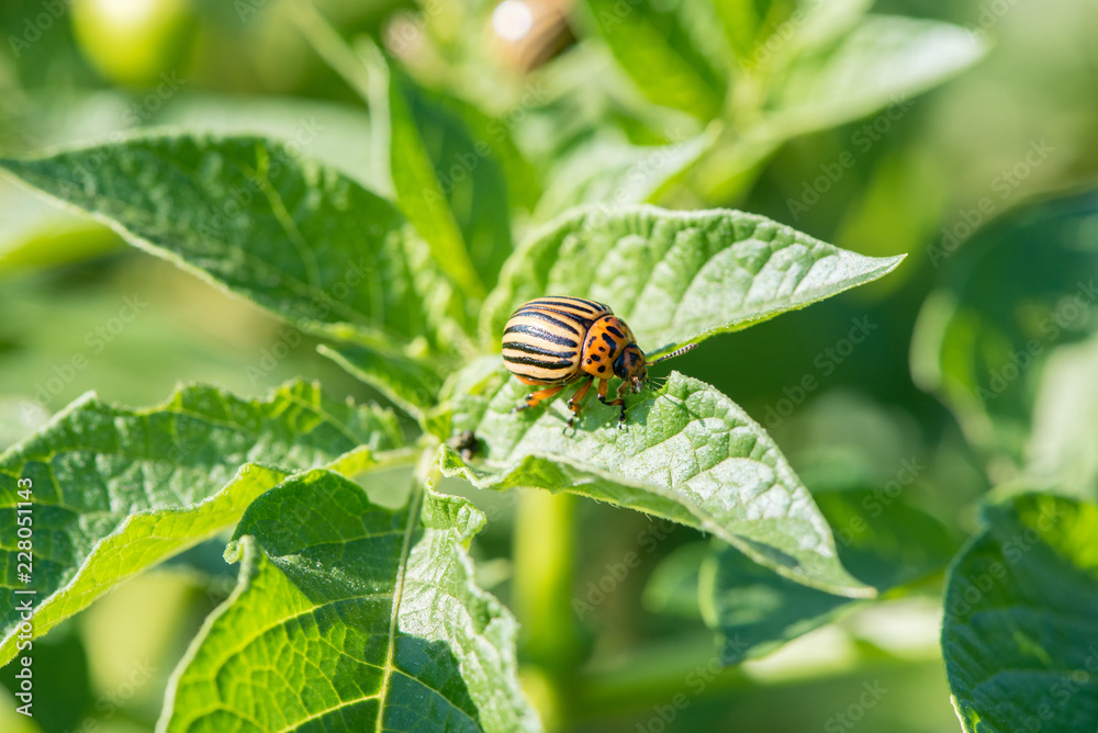 Insect pest Colorado beetle eats green leaves of potatoes in a summer garden Insect pest Colorado beetle eats green leaves of potatoes in a summer garden