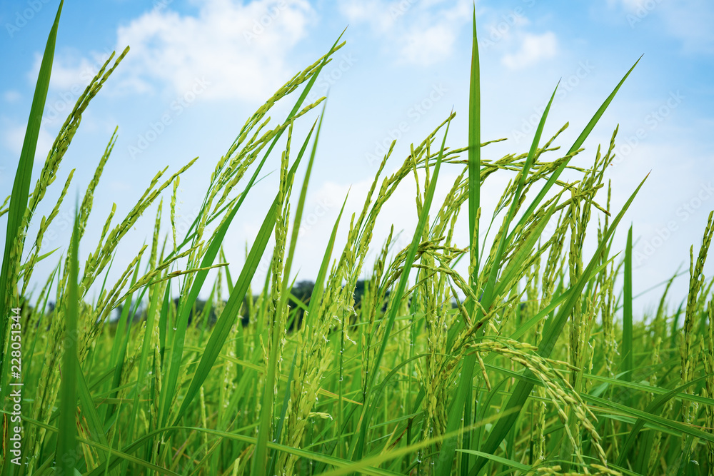 Fototapeta premium yellow green rice field on blue sky background
