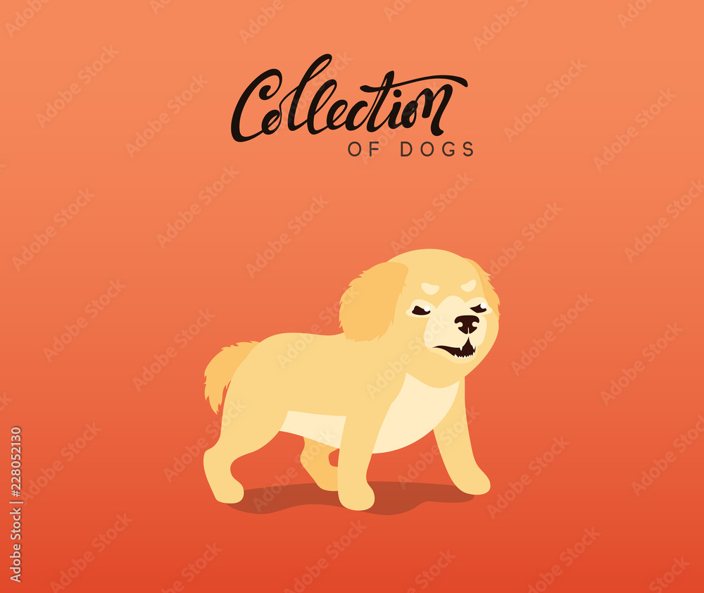 Obraz premium Cute dogs labrador and golden retriever. Flat animal cartoon character.