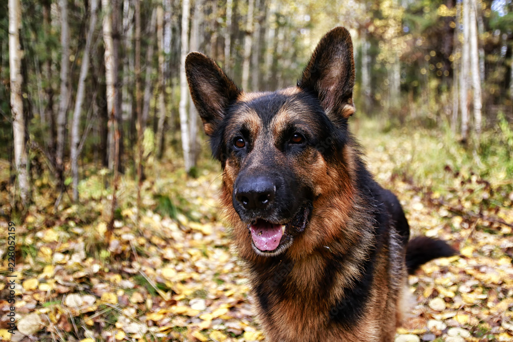 Dog German Shepherd in a forest in autumn Dog German Shepherd in a forest in autumn