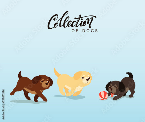 Cute dogs labrador and golden retriever. Flat animal cartoon character.