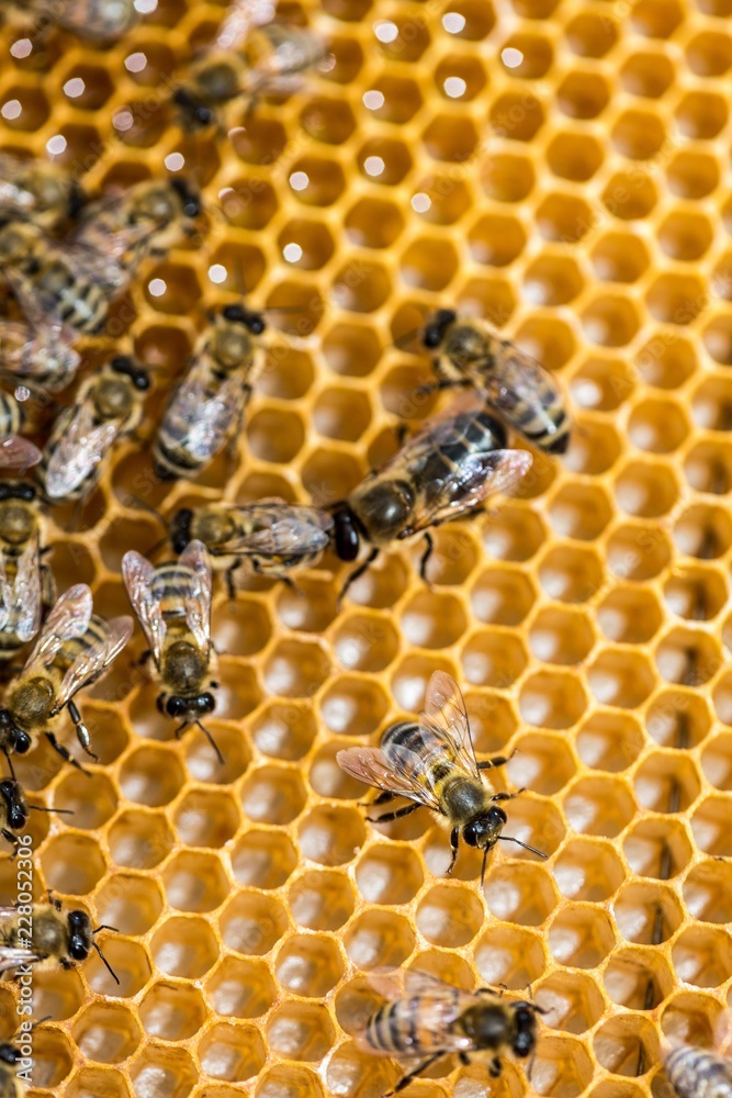Bees On Honeycomb Bees On Honeycomb