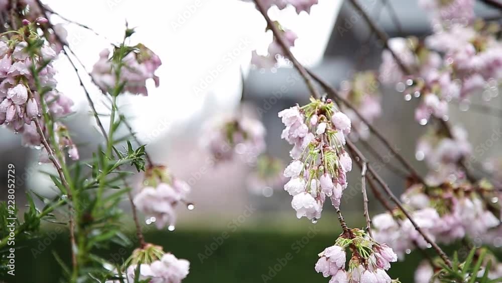 Rain falling on newly bloomed cherry blossoms. Rain falling on newly bloomed cherry blossoms.