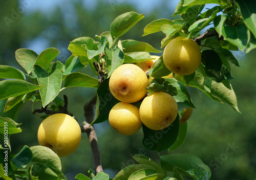 close up on yellow Asian pear on the tree