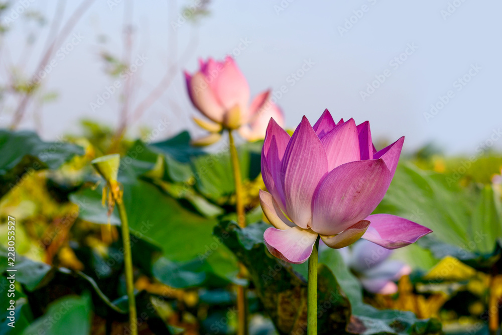 Pink lotus and blue sky at dawn, tropical monsoon Pink lotus and blue sky at dawn, tropical monsoon