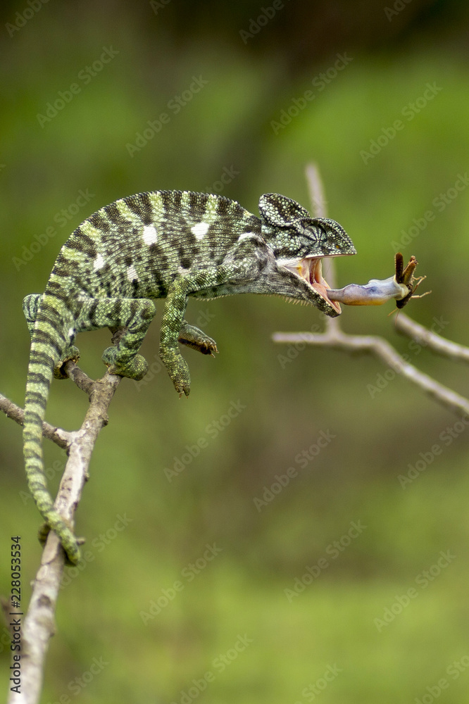 Chameleon Attack