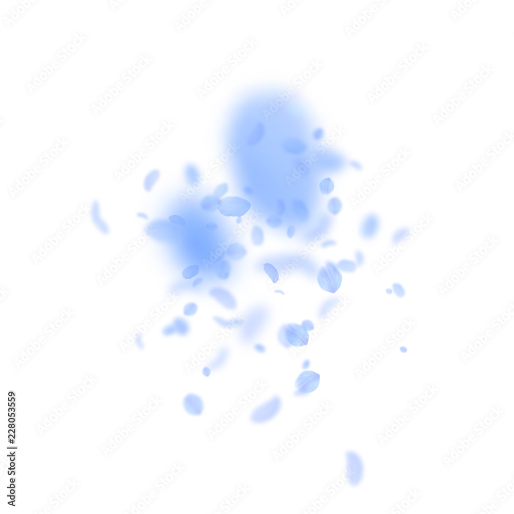 Dark blue flower petals falling down. Attractive romantic flowers explosion. Flying petal on white s