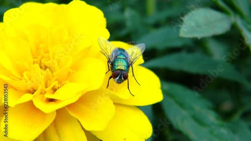 fly on flower © trifonenko