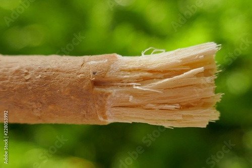 Miswak or Siwak.traditional natural toothbrush Miswak on green blurred background (Salvadora persica).alternative toothpaste.dental health by nature photo