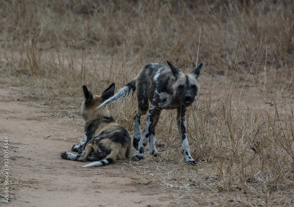 Afrikanische Wildhunde in der Savanne vom in Simbabwe, Südafrika Afrikanische Wildhunde in der Savanne vom in Simbabwe, Südafrika