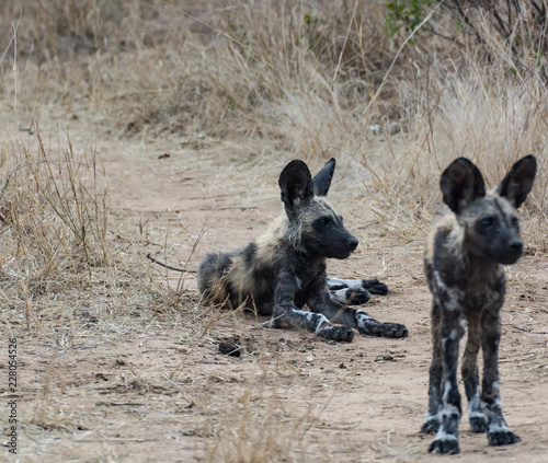 Afrikanische Wildhunde in der Savanne vom in Simbabwe, Südafrika