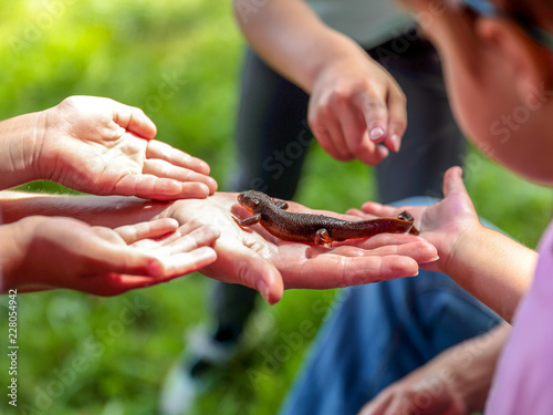 Fotografia Little newt surrounded by many hands