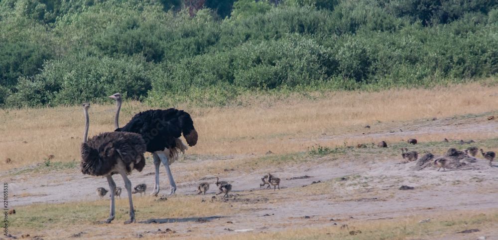 Afrikanischer Strauß in der Savanne vom in Simbabwe, Südafrika Afrikanischer Strauß in der Savanne vom in Simbabwe, Südafrika