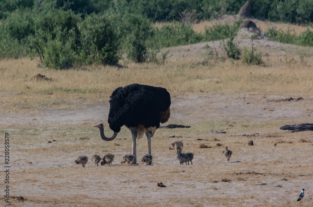 Afrikanischer Strauß in der Savanne vom in Simbabwe, Südafrika Afrikanischer Strauß in der Savanne vom in Simbabwe, Südafrika