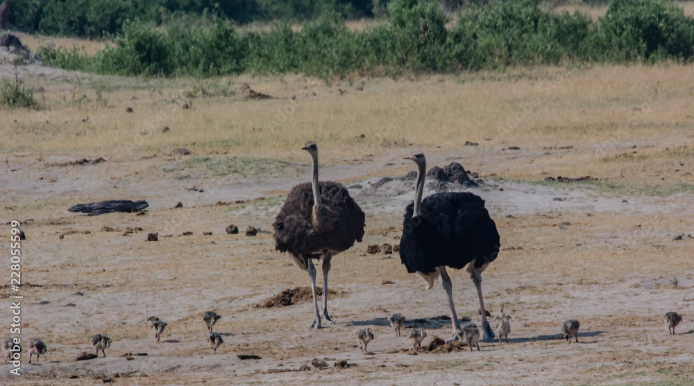 Naklejka premium Afrikanischer Strauß in der Savanne vom in Simbabwe, Südafrika