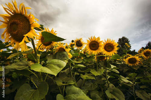 Fototapeta Naklejka Na Ścianę i Meble -  Sunflower field in the summer background blue sky