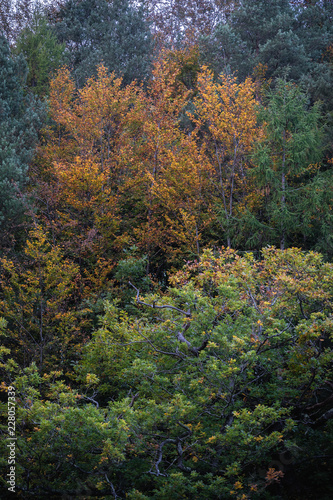Autumnal trees and foliage in Brecon Beacons National Park, Wales.