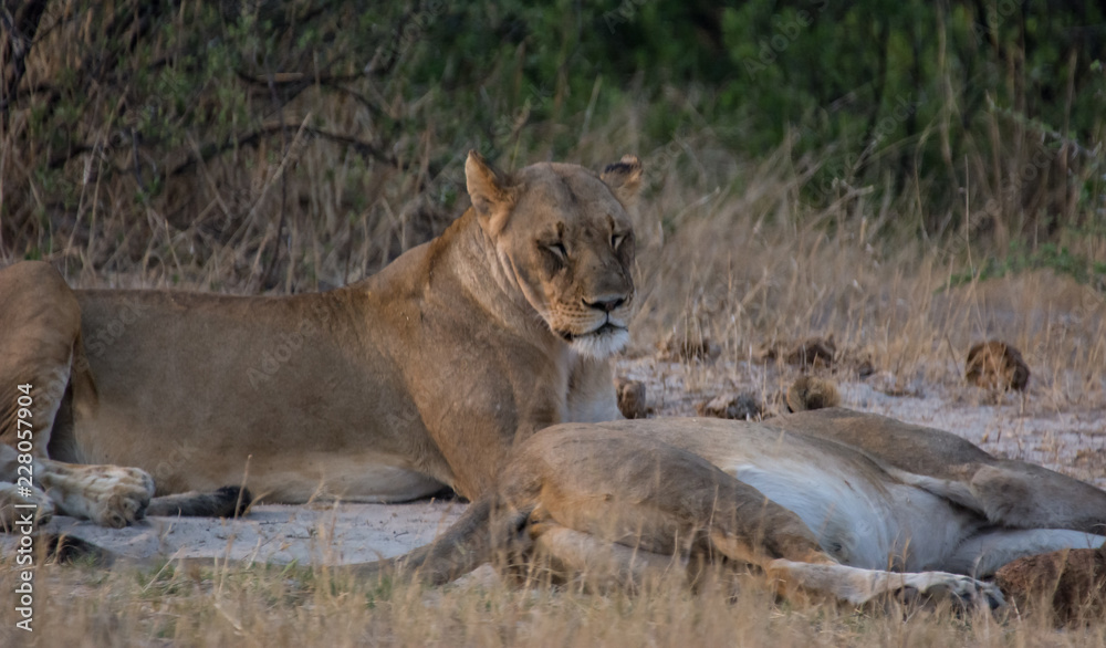 Fototapeta premium Löwin in der Savanne vom in Zimbabwe, Südafrika 