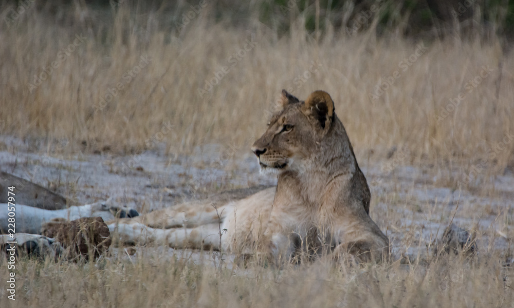 Löwin in der Savanne vom in Zimbabwe, Südafrika Löwin in der Savanne vom in Zimbabwe, Südafrika