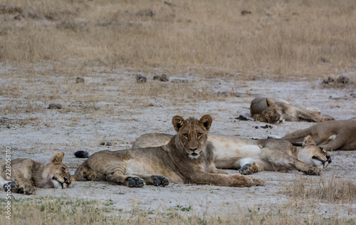 Löwin in der Savanne vom in Zimbabwe, Südafrika	