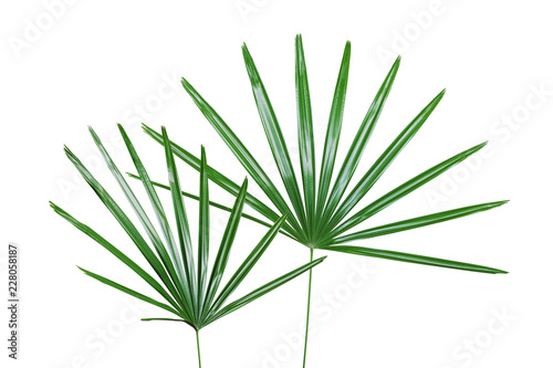 Green Leaves of Lady Palm Plant Isolated on White Backgroud