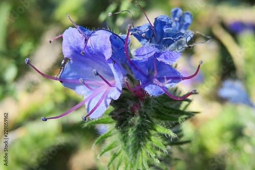 Blue echium vulgare flowers in the meadow, closeup photo