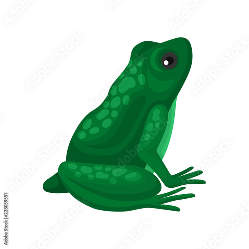 Big green frog sitting isolated on white background, side view. Amphibian with squat body and long hind legs. Flat vector icon