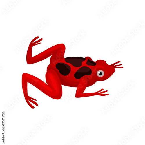 Small red frog with black spots on back. Amphibian with big shiny eye, squat body and long hind legs. Flat vector icon