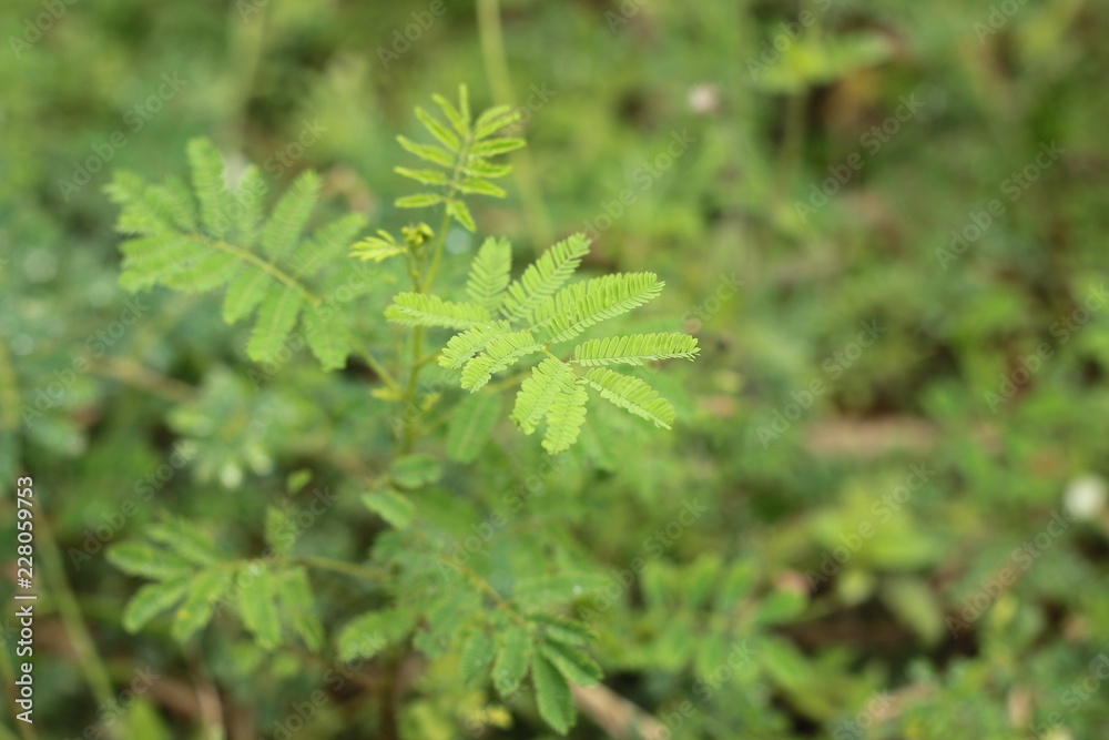 green nature tropical fresh leaves in forest . green nature tropical fresh leaves in forest .