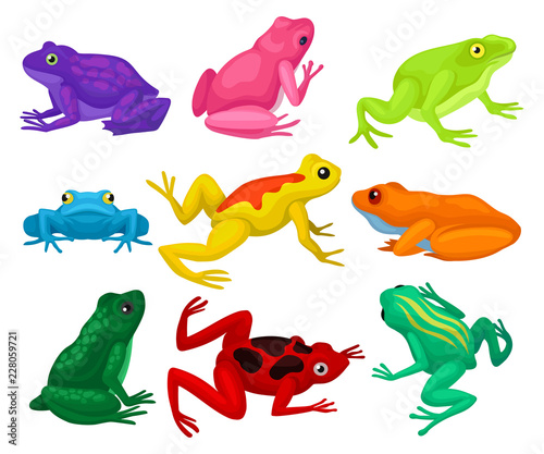 Fototapeta Naklejka Na Ścianę i Meble -  Flat vector set of cartoon frogs. Toads with short squat body, colorful smooth skin and long hind legs