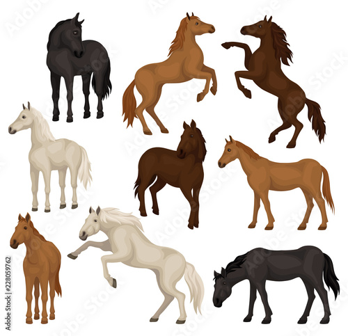 Naklejka Płaski wektor zestaw koni brązowy, beżowy i czarny w różnych pozach. Zwierzęta dużych ssaków z kopytami, grzywą i ogonem