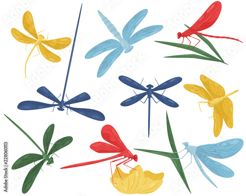 Flat vector set of colorful dragonflies. Small fast-flying creatures with long body and two pairs of wings. Predatory insect