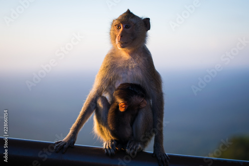 mom monkey sitting on wooden