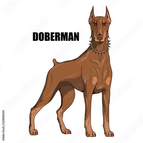 doberman pinscher, american doberman, pet logo, dog doberman, colored pets for design, colour illustration suitable as logo or team mascot, dog illustration, vector graphics to design