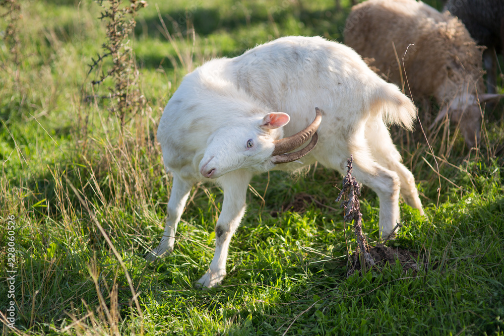 goats on the field goats on the field