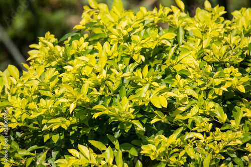 Green leaf of  Duranta repens tree photo