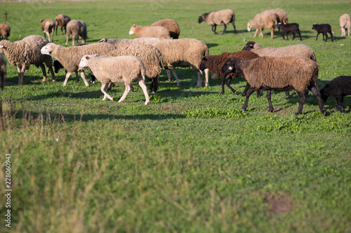 Sheep on the field