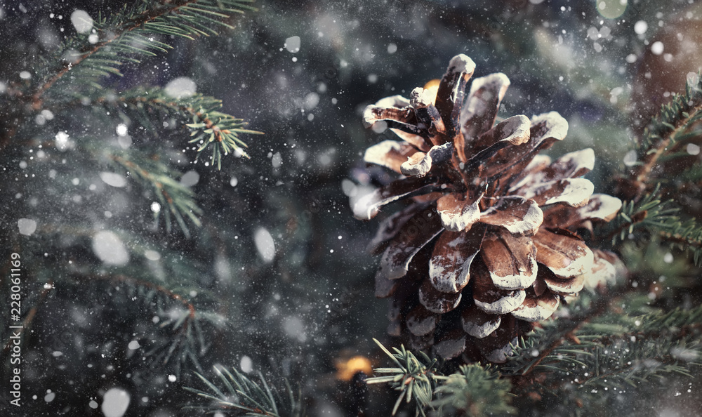 Christmas or New Year blurred snow background with festive fir tree and pine cones, selective focus - obrazy, fototapety, plakaty 