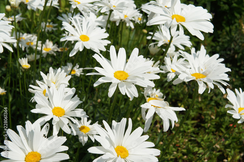 Fototapeta Naklejka Na Ścianę i Meble -  Leucanthemum maximum or max chrysanthemum or shasta daisy or camomile white flowers