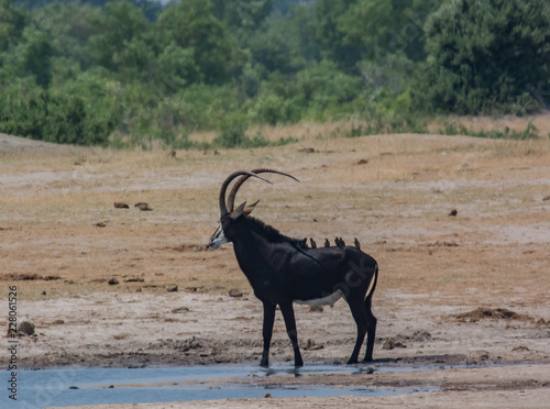 Rappenantilope in der Savanne vom in Zimbabwe, Südafrika photo