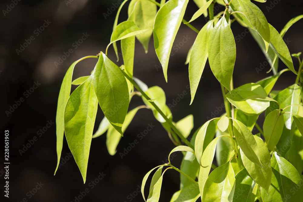 Fototapeta premium Young Leaf of Cinnamomum camphora tree