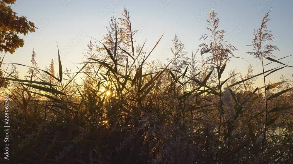 autumn sunset in an oak grove on the lake, dolly shot autumn sunset in an oak grove on the lake, dolly shot