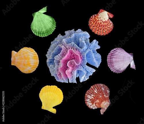 A  coral and seashells isolated on black background