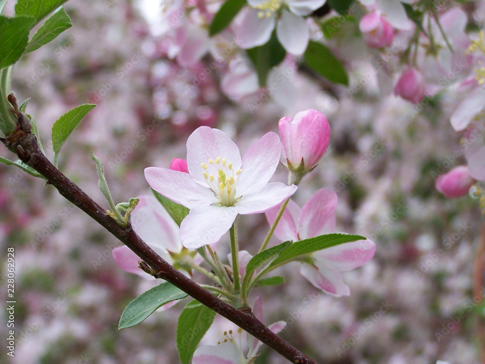 Obraz premium pink cherry blossom