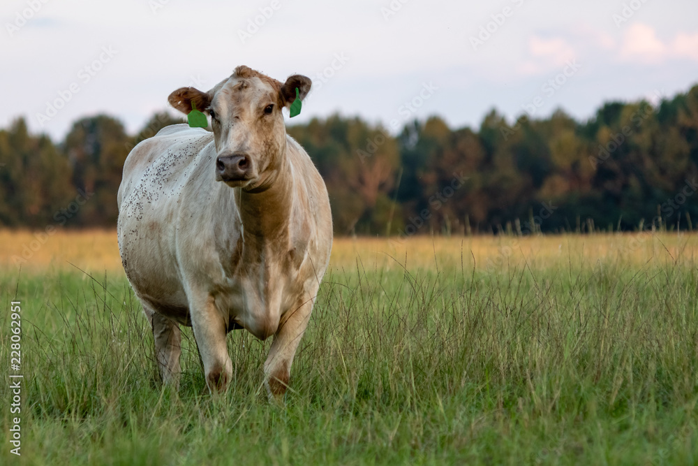 Charolais beef cow in knee-high grass