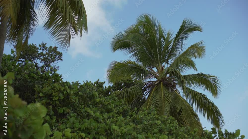 Background Plate of Large palm trees and tropical trees for green screen Background Plate of Large palm trees and tropical trees for green screen